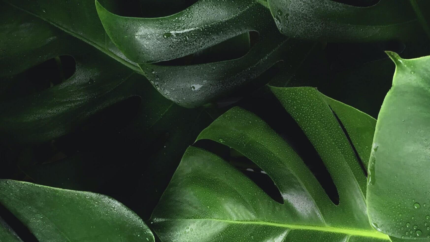 Weelderige, groene monsterabladeren glinsteren door de waterdruppels.