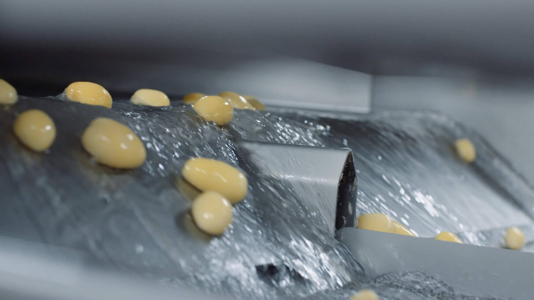 Gele bonen worden op een transportband gespoeld.