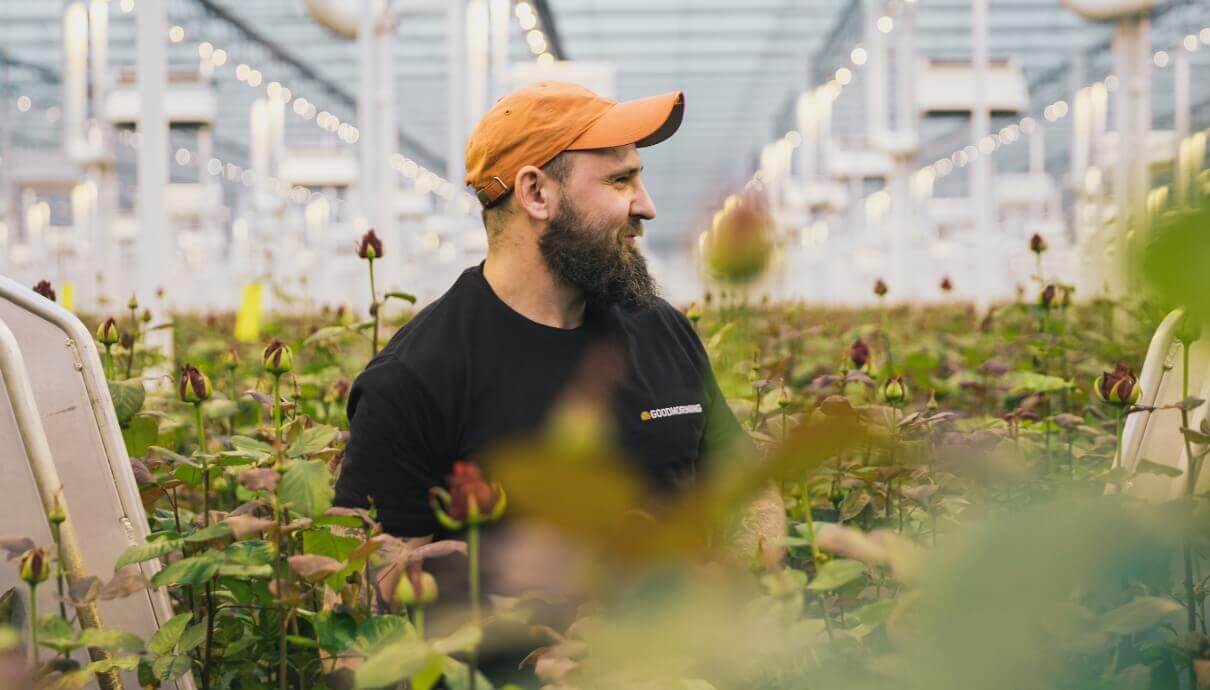 Een man met een baard en een oranje pet staat tussen de rozen in de kas en kijkt opzij.