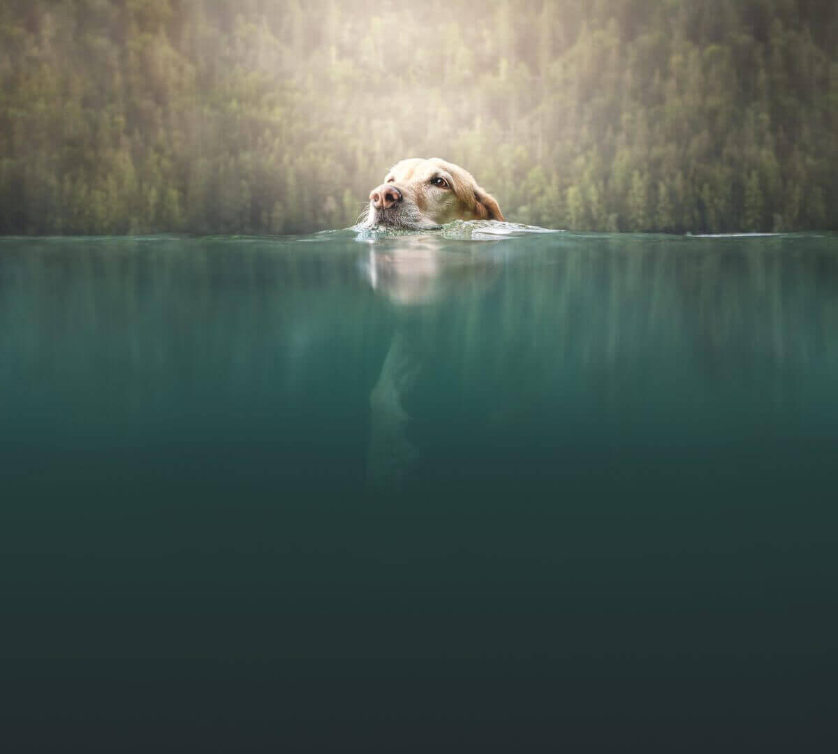 Hond zwemt met zijn kop omhoog in een meer, met op de achtergrond een bos.