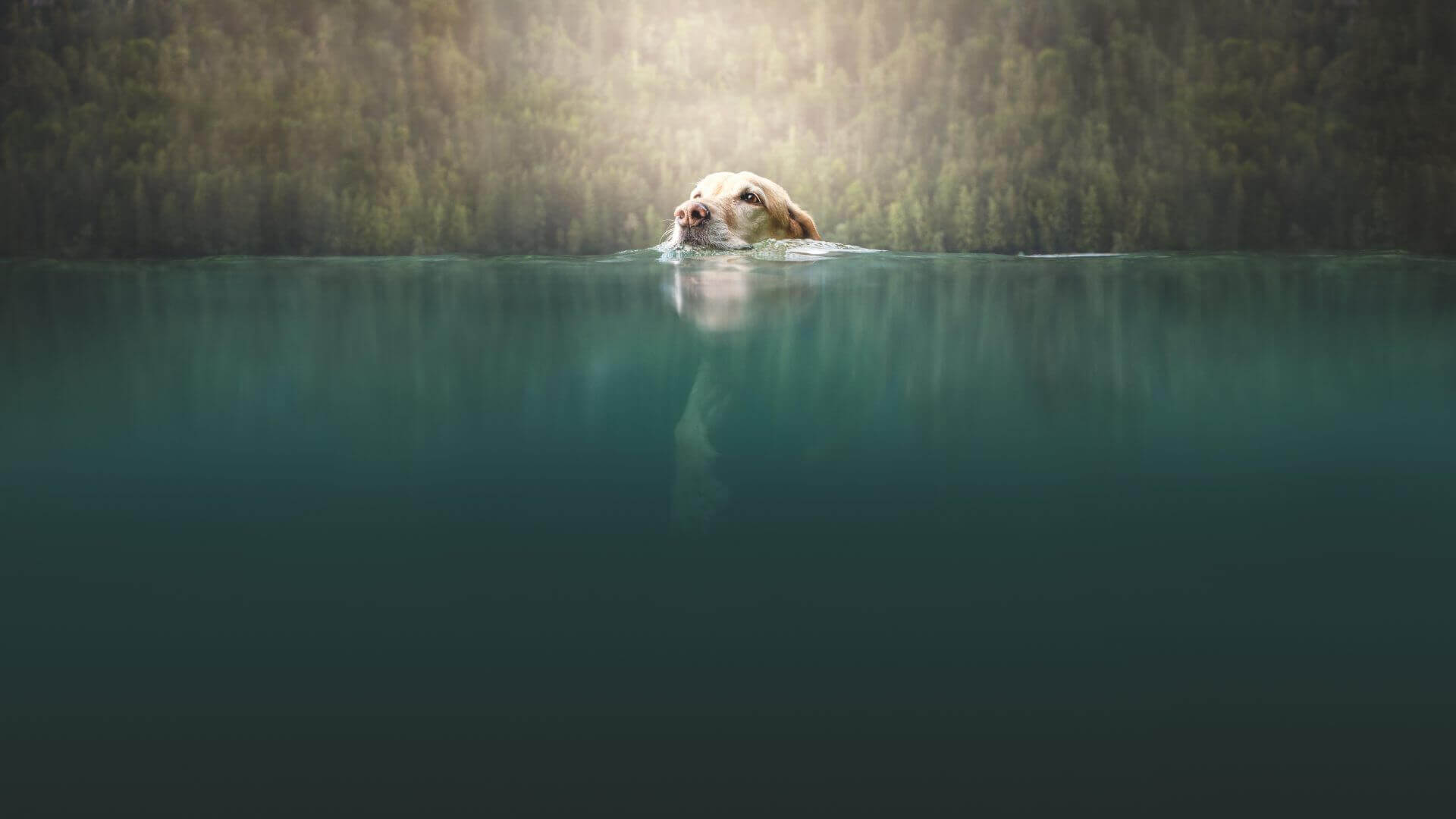 Hond zwemt met zijn kop omhoog in een meer, met op de achtergrond een bos.