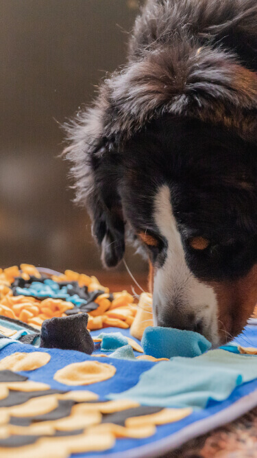 Een hond snuffelt aan een kleurrijke Snuffies-snuffelmat op de houten vloer.