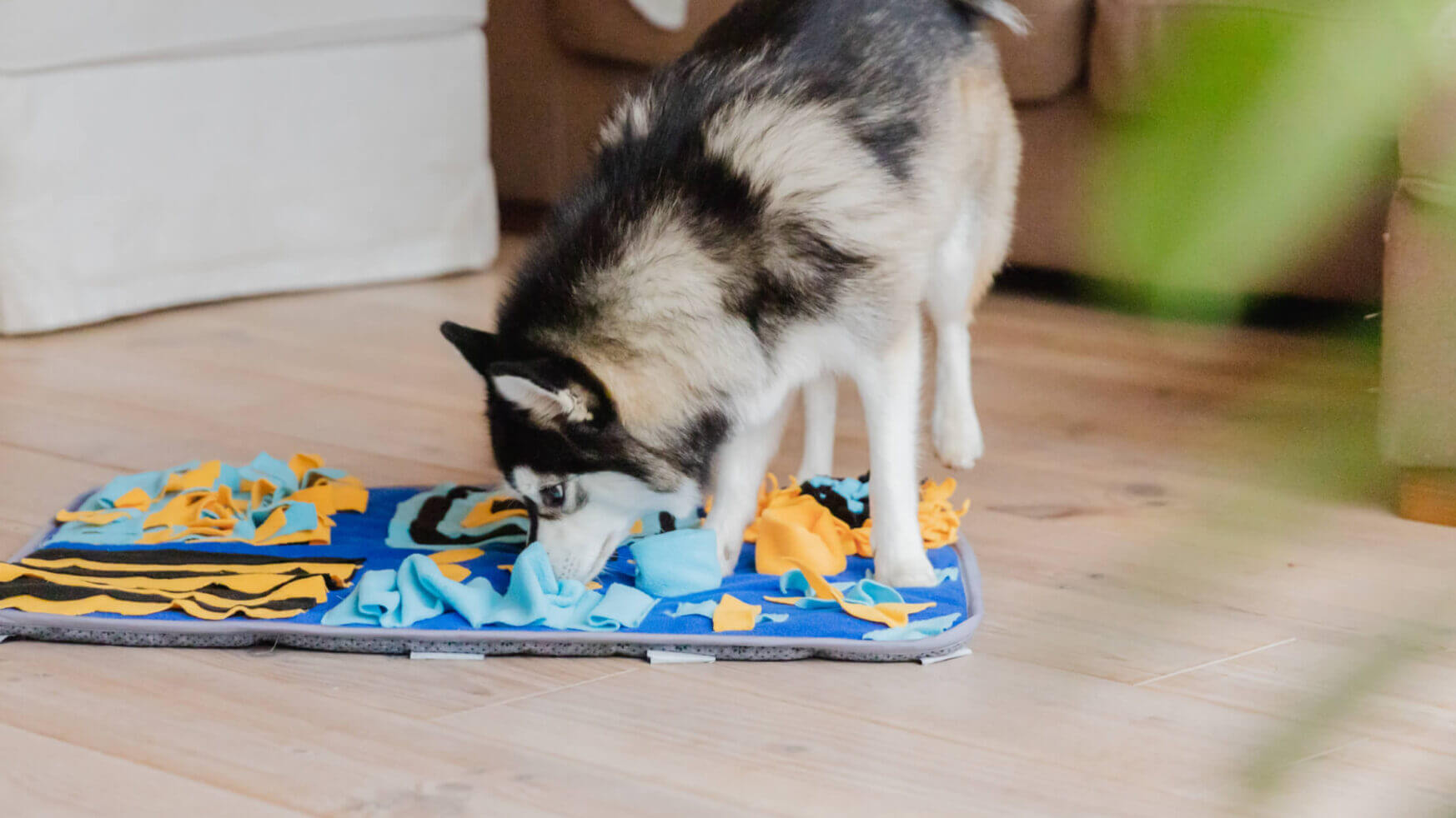 Een hond verkent een kleurrijke Snuffies-snuffelmat op de vloer van de woonkamer.