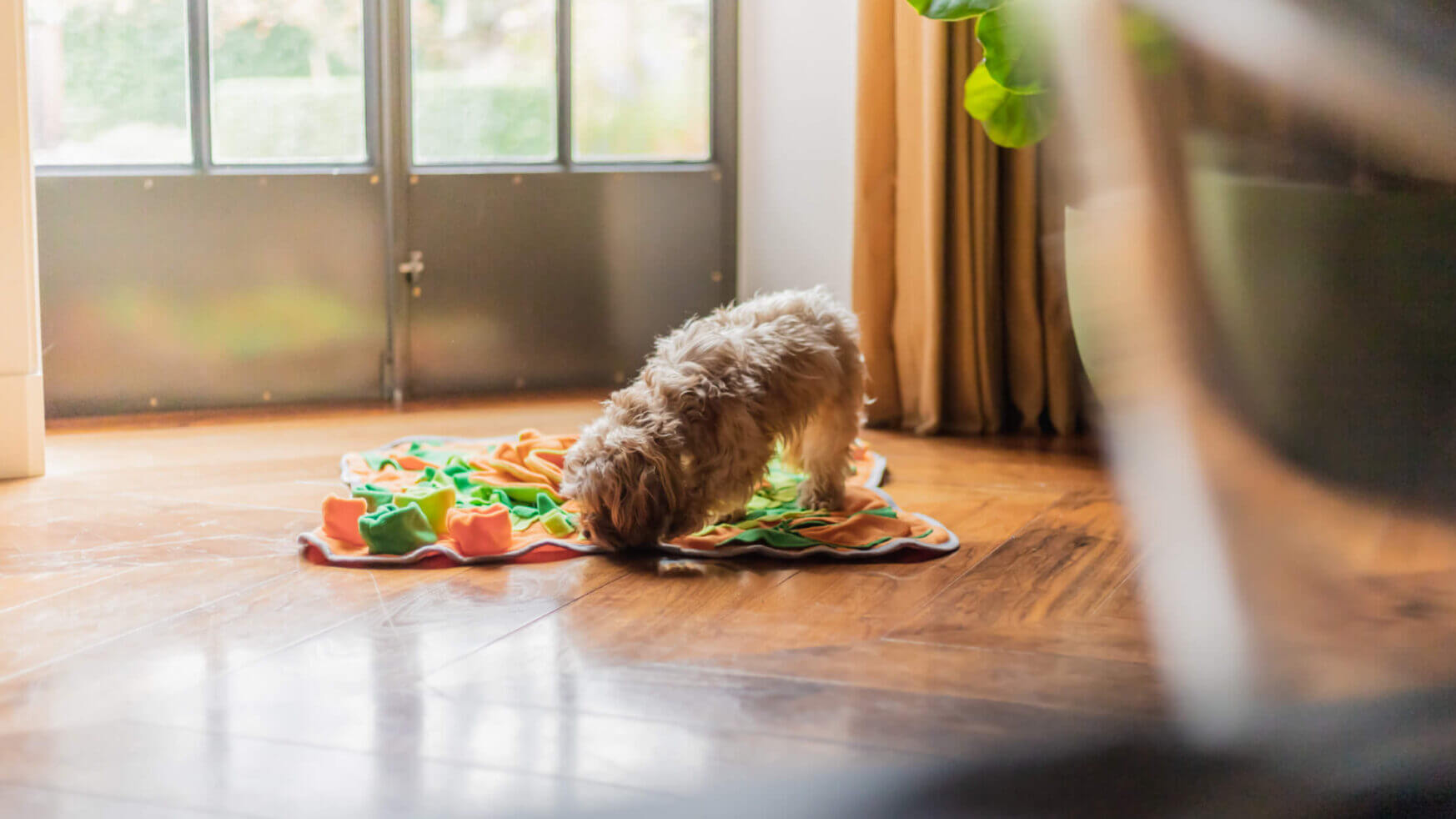Een pluizige Snuffies-hond snuffelt aan een kleurrijk dekentje op een zonnige houten vloer bij het raam.