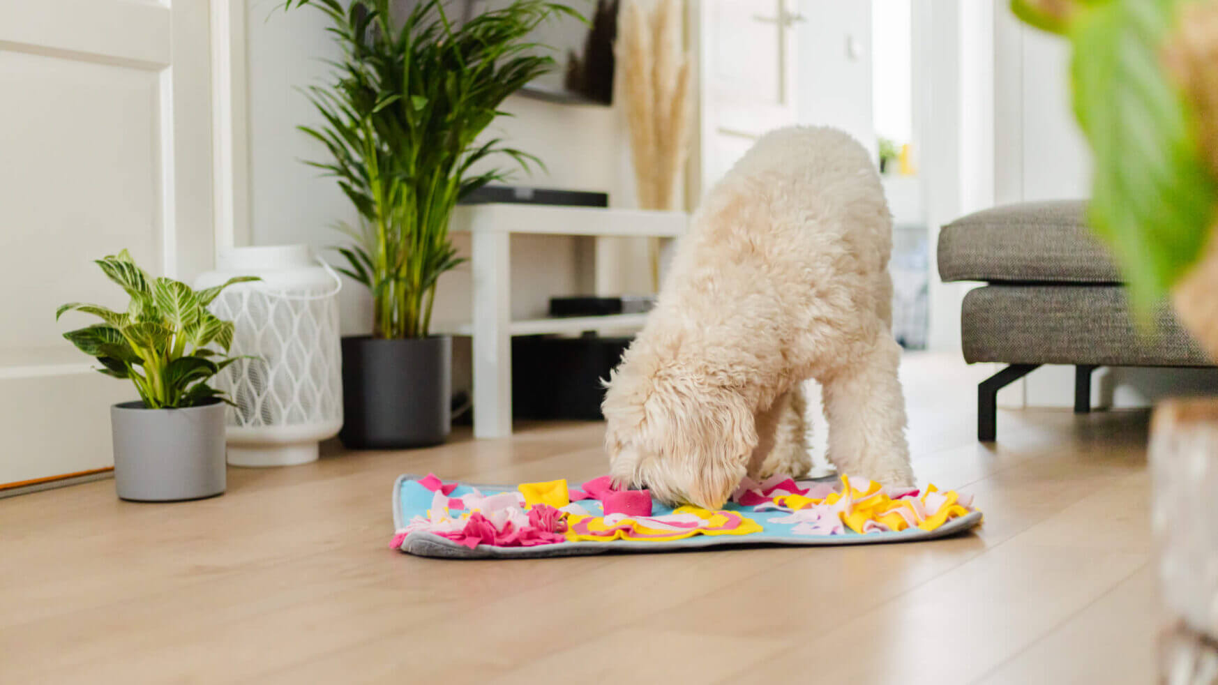 Een hond met krullend haar verkent een kleurrijke Snuffies-mat in een gezellige woonkamer met planten en een grijze bank.