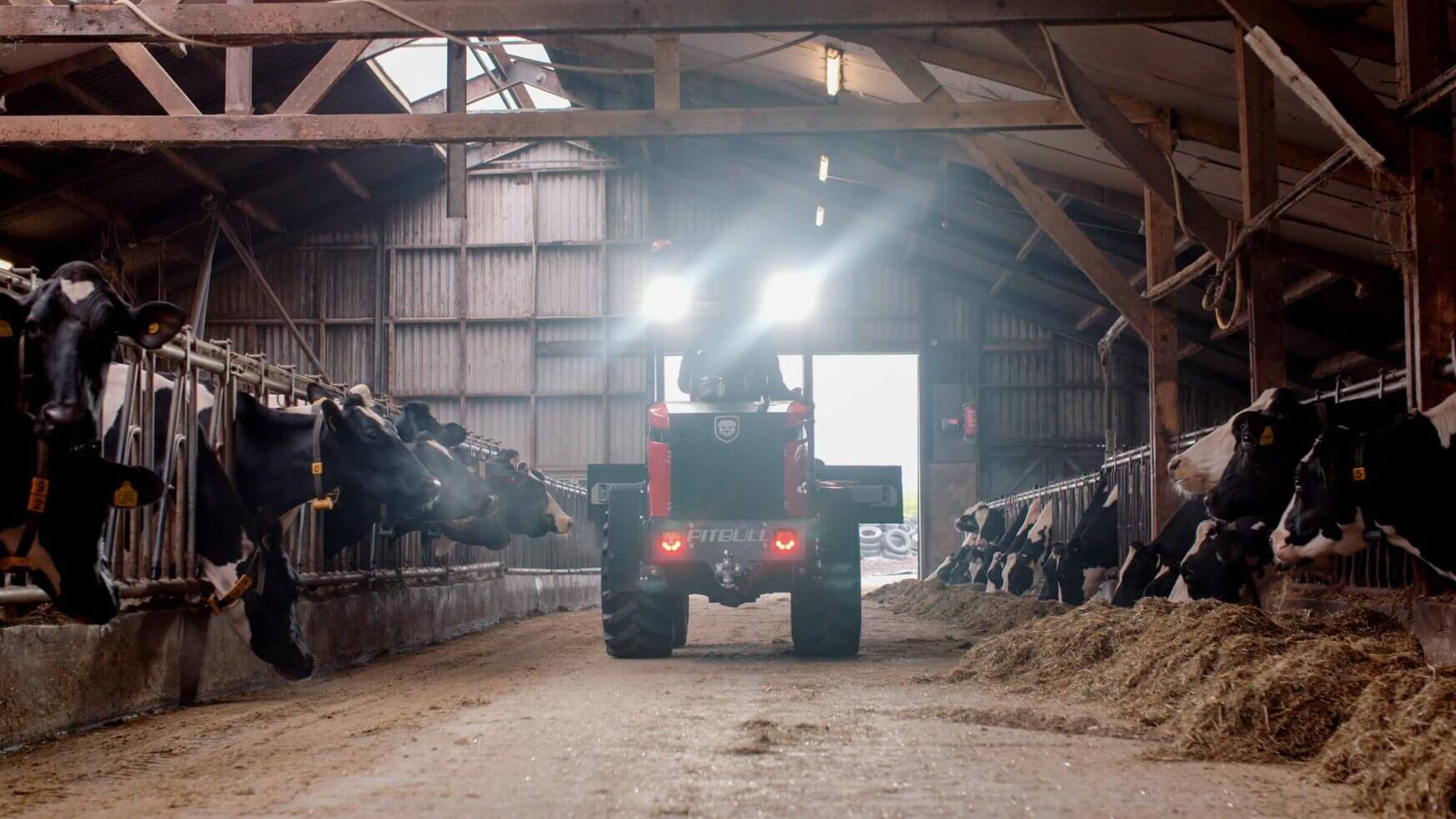 Een schuurtractor voedt de koeien die aan weerszijden op een rij staan opgesteld.