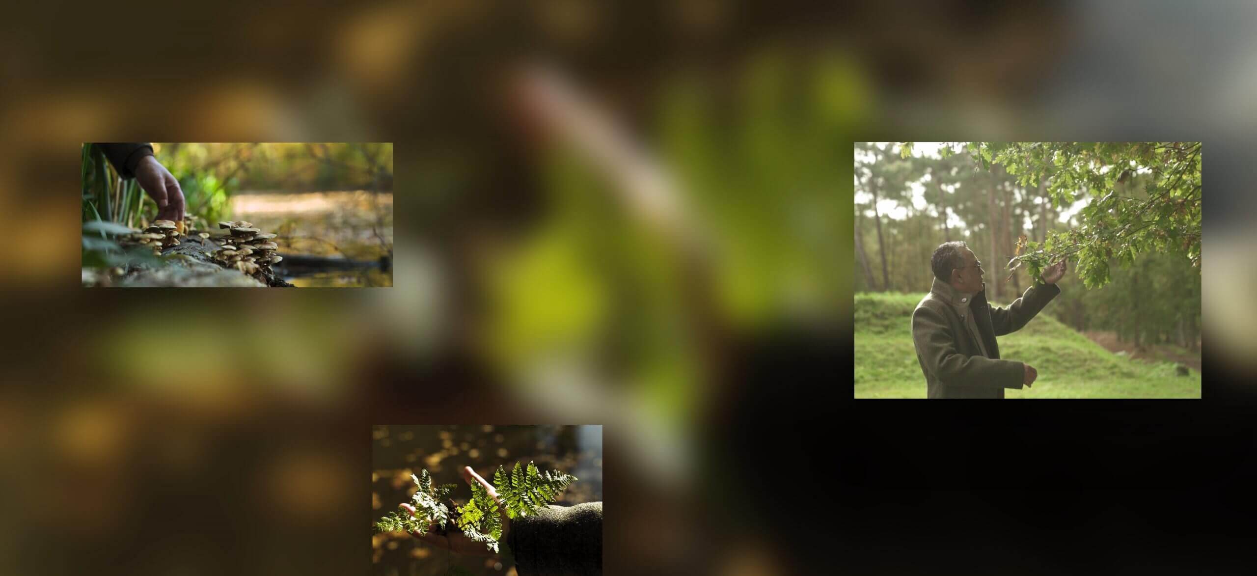 Afbeelding 1: Hand met bruine bladeren. Afbeelding 2: Persoon inspecteert takken. Afbeelding 3: Close-up van bebladerde tak.