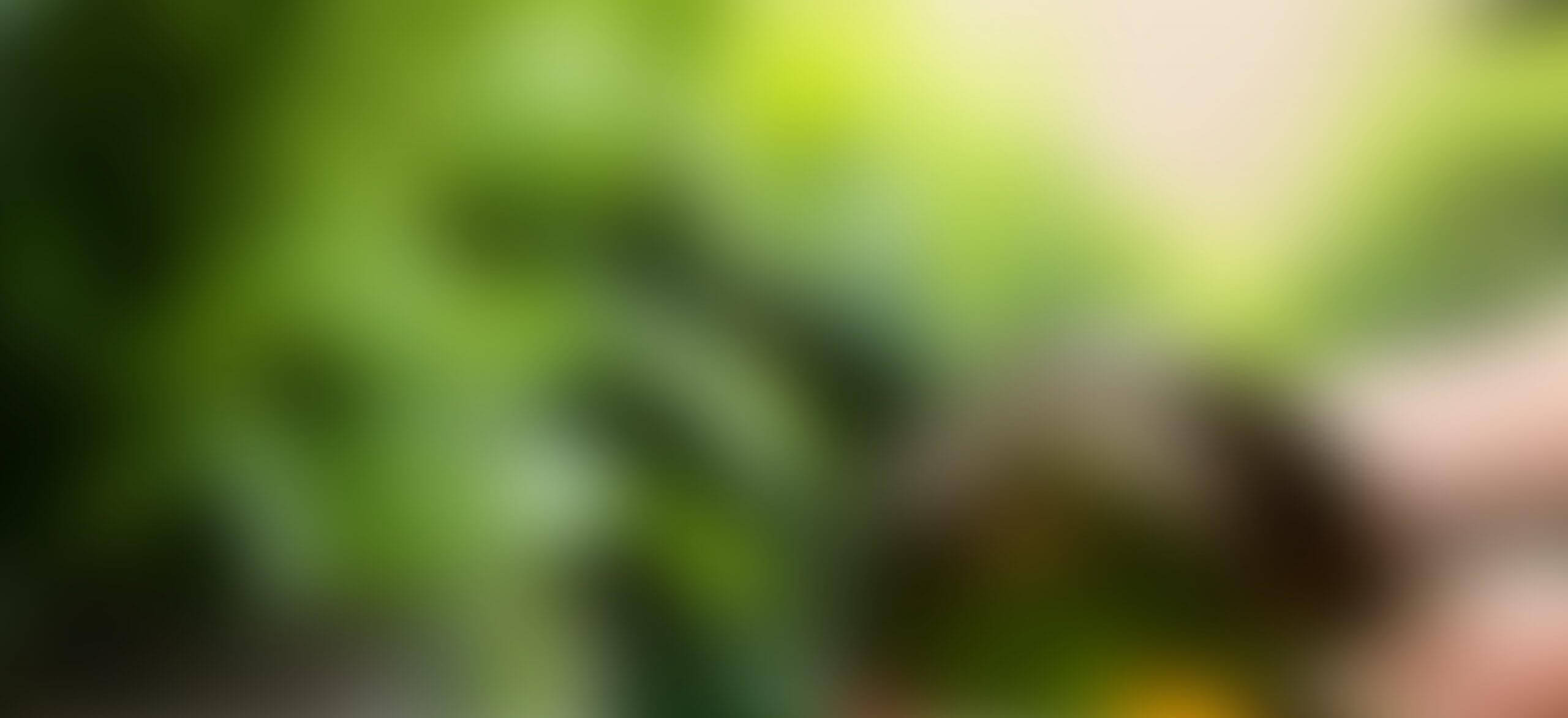 Een vage mix van groene en gele tinten, die doet denken aan de natuur of het plantenleven.